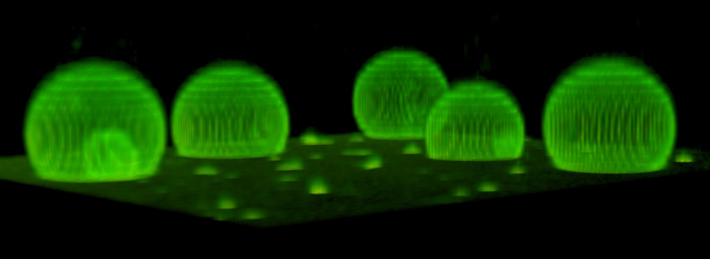 Abteilung für Zelluläre Biophysik