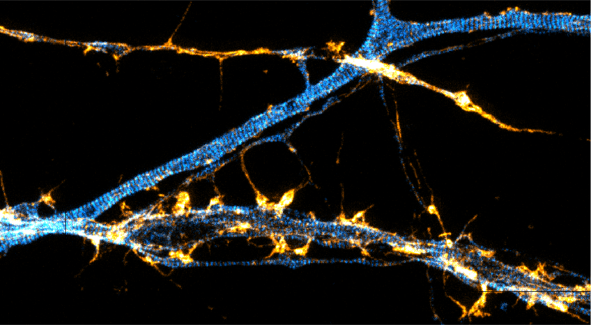 Department of Optical Nanoscopy