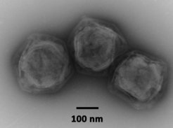 Negative stain electron micrograph of CroV. Image by U. Mersdorf.