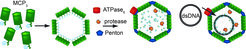 Fig 1: Schematic view of our working model for Mavirus Assembly, DNA-transport and Capsid processing (Figure provided from Diana Born).