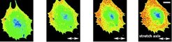 FRET image of Rho GTPase activity