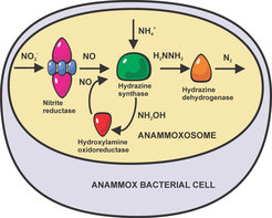 Schematic of the current view of the anammox pathway.