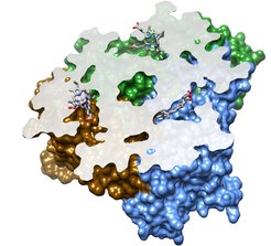Cutaway view of the NO-generating hydroxylamine oxidase from the anammox organism Kuenenia stuttgartiensis, showing its P460 cofactor.