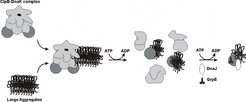Model for concerted mechanism of ClpB/DnaK mediated deaggregation
© Jochen Reinstein