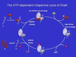 Model for the regulated chaperone cycle of DnaK DnaJ ATPase stimulating co-chaperone: GrpE: nucleotide exchange stimulating co-chaperone
