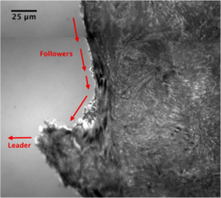 A reflection interference contrast microscopy (RICM) image showing elaborate arrangement of the protrusive structure in a leader cell. Nagpal 2014