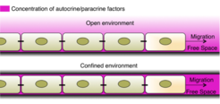 Schematic illustration of the collective cell migration in confined environment.