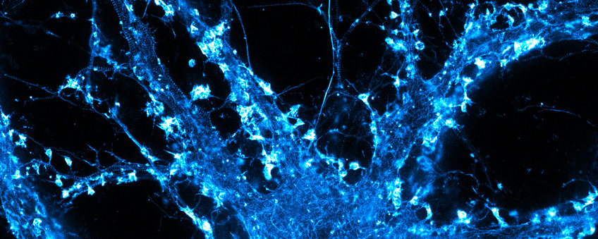 Optical Microscopy Optical Microscopy