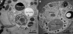 A) Thin section electron micrograph of an uninfected Cafeteria roenbergensis cell. B) C. roenbergensis cell infected with CroV. Images by U. Mersdorf.