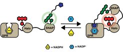 The sensor protein is labeled via SNAP-tag with a synthetic molecule containing a FRET donor (green star) and a SPR inhibitor (blue ball, SMX), and via Halo-tag with a FRET acceptor. NADPH (orange ball) and NADP+ (purple ball) compete for the cofactor-binding site of SPR. The sensor can monitor NADPH/NADP+ ratio changes by switching from a closed conformation to an open conformation, with high and low FRET efficiency, respectively.
