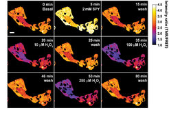 Time course of the FRET ratio (TMR/FRET) of cytosolic NADP-Snifit upon perfusion of sulfapyridine and increasing concentration of H2O2 to observe how cells react to oxidative stress.