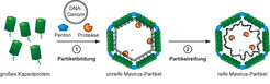 Maturation process of the virus particle.