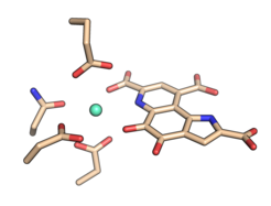 The cofactor europium at the active site of the protein.