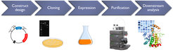 Workflow der Serviceeinheit "Proteine"