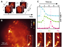 (A): 3D lightsheet microscopy of firing neurons (organoids grown in our laboratory). A calcium sensor (gCamp6s) is used to measure neuronal activity. (B) Neuronal activity within a single plane. (C) Calcium wave propagating across three neurons.