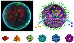 Interfaces of matter and life are the focus of the new Max Planck Bristol Centre for Minimal Biology.