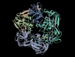 Structure of MCP3 (pdb 6g45 , (6)). Three protomers with 2 Jelly-rolls each form a pseudo-hexametric unit that constitutes the main building block of the icosahedral Mavirus capsid.
