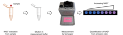 Flow diagram of NAD+ paper assay using a digital camera for the read out.