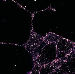 GLP1R visualized in insulin-secreting beta cells at super-resolution’.