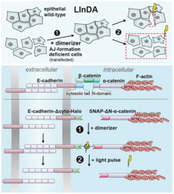 The mechanism of LInDA.