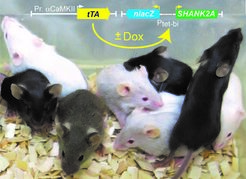 Figure 2: SHANK2 is involved in social competence in humans and mice. The doxycycline (DOX)-controlled over-expression of SHANK2 isoforms in mice dissected neurodevelopmental- and transient-mediated neurological and social impairments in inherited SHANK2 mutations