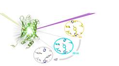3D-Struktur des Zwischenzustandes eines schlatbaren fluoreszierenden Proteins nach Bestrahlung mit Licht. Das fluoreszierende Protein (grün) wird durch einen Lichtpuls (lila) angeregt. Kurz danach wird mittels kurzer Röntgenpulse (gelb) festgehalten, wie sich die Struktur des Proteins verändert hat. Zehn milliardstel Sekunden nach der Lichtanregung hat das Protein eine andere Struktur (türkis) als bei Beginn (grau) oder Ende (gelb) der Lichtreaktion.