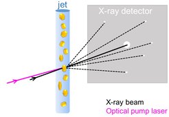 Typical setup for measuring light-induced protein dynamics at an XFEL. Crystals (here depicted in yellow), consisting of closely packed identical copies of the protein of interest, are transported into the interaction region (where optical and X-ray beams overlap) by a continuously flowing jet. In the interaction region they are hit first by an optical pump laser, which emits a short pulse of light that photoexcites the molecules and starts the reaction. After a time-delay determined by the experimentalists, the XFEL X-ray pulse intersects the protein crystal. The scattered X-rays are recorded by a downstream detector, capturing a snapshot of the protein configuration in the midst of the evolving reaction. Figure adapted from Grünbein et al. Nath Meth, https://doi.org/10.1038/s41592-020-0847-3 (2020)
