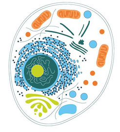 A cell consists of a variety of components and organelles. These include, for example, the elongated mitochondria (drawn in orange) and supply the cell with energy. The spherical cell nucleus (olive green) contains the genetic material and the reticular endoplasmic reticulum (light blue) is surrounded by a membrane envelope.