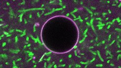 A synthetic cell (purple) is surrounded by light-harvesting bacteria (green).
