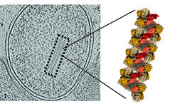 Left: Cross-section through an anammox bacterium studied with electron microscopy. Some NXR strands are marked with a dashed rectangle. Right: Detailed structure of an NXR strand.