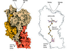Links: Ein NXR-Molekül. Rechts: Blick in das Innere von NXR. In der aktiven Tasche wird Nitrit in Nitrat umgewandelt; die dabei entstehenden Elektronen wandern entlang eine Art Stromleitung zur anderen Seite des NXR-Moleküls, wo sie von anderen Molekülen abgegriffen werden können.