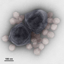 Two particles of the giant virus CroV (colored blue) are surrounded by particles of the virophage mavirus (colored red). Electron microscopy image by Ulrike Mersdorf, MPI for Medical Research.