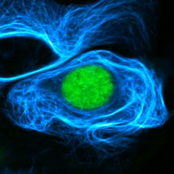 Live-cell fluorescence lifetime multiplexing of CEP41 (microtubules) and H2B (nucleus) fused to HaloTag7 and HaloTag11, respectively. The two HaloTags were labeled with MaP618-CA. The composite image is given.