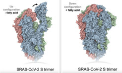 Faltmechanismus des SARS-CoV-2 Spike Proteins nach Bindung einer Fettsäure während Entzündungen.