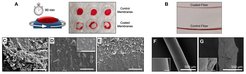 (A) Schematic illustration of the semi-static blood experiment evaluating the antiplatelet effect of the microgel coating. The washed coated TPX membranes after incubation with human whole blood for 90 min visually indicate the effect of microgel coating towards clot formation (B) The visual inspection of the ECMO fibers right after the blood flow experiment. SEM micrographs revealing the status of clot formation on membrane surfaces after exposing to blood: (C) bare membrane showing the red blood cells embedded in the tangled fibrin network (D) The washed surface of the coated membrane (E) periphery of the coated membrane (F) the absence of any fibrin network on the surface of the coated fiber (G) bare fiber with a dense layer of clot formed after contacting the blood inflow.