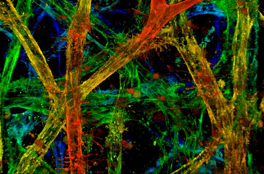 Biofunctional materials and 3D tissue and organ models Biofunctional materials and 3D tissue and organ models
