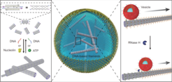 Functional DNA-based cytoskeletons for synthetic cells. Schematic illustration of a cell-sized microfluidic droplet, containing multifunctional DNA-based filaments. The DNA-based filaments undergo dynamic assembly and disassembly triggered by strand displacement reactions or aptamer-target interactions. Moreover, apparent guided directional transport of organic lipid membrane vesicles or inorganic gold nanoparticles along the filament tracks is powered by ribonuclease H (RNase H)-mediated hydrolysis.