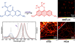 Photoaktivierbare Fluorophore, PaX-Farbstoffe genannt, ermöglichen das Abbilden mit Fluoreszenz von mehreren hochauflösenden Mikroskopietechniken.
