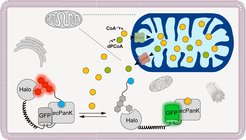 Analyse der Coenzym-A-Homöostase mit semisynthetischen Biosensoren.