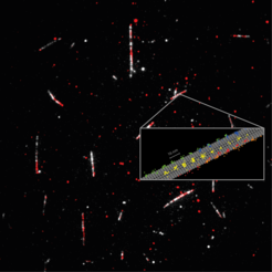 Detailed measurement of how the motor protein kinesin-1 (red) walks on microtubules (white). Tracking of the 2D movements of individual kinesin-1 dimers (color coded on the sketch) at physiological ATP concentrations revealed key details of how the protein walks in individual lanes. MINFLUX facilitated near protofilament tracking of the motor protein on the microtubule (sketched in grey) and highlights the effectiveness of MINFLUX as a tool for monitoring conformational changes in proteins.
