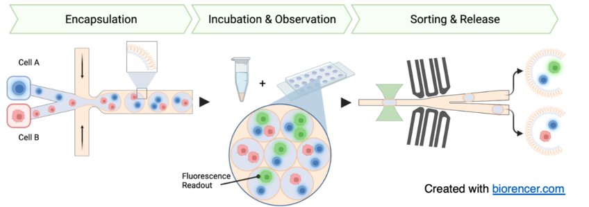 Fig. 2. Schematic representation of a modular droplet-based microfluidic device for application as a “hands-off” automated assay for the efficient selection of particular cells of interest. The encapsulation module shows the flow-focusing junction in which the cell-containing droplets are generated. The droplets flow into the incubation and observation module for high-throughput microscopy analysis of individual cells interactions. Following the analysis, the droplets are reinjected into the electric field-mediated sorting module, where an electric field is triggered based on the microscopic detection of a particular events. The selected droplets then flow into the release module, in which the cells will be released into physiological conditions for phenotype and functional analysis. 