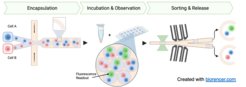 Schematic representation of a modular droplet-based microfluidic device for application as a “hands-off” automated assay for the efficient selection of particular cells of interest. The encapsulation module shows the flow-focusing junction in which the cell-containing droplets are generated. The droplets flow into the incubation and observation module for high-throughput microscopy analysis of individual cells interactions. Following the analysis, the droplets are reinjected into the electric field-mediated sorting module, where an electric field is triggered based on the microscopic detection of a particular events. The selected droplets then flow into the release module, in which the cells will be released into physiological conditions for phenotype and functional analysis.