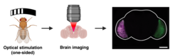 Clearly visible, fast, later analysis possible: color-coded cell activity in a fly brain.