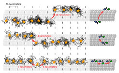 Die MINSTED-Methode macht sichtbar, wie das Motorprotein Kinesin auf den Transportschienen der Zelle, den röhrenförmigen Mikrotubuli, entlangwandert und gelegentlich die ‚Spur‘ wechselt. Dabei erzielt MINSTED eine ähnliche räumlich-zeitliche Auflösung im Nanometer- und Millisekundenbereich wie die ebenfalls von Hell und seinem Team entwickelte MINFLUX-Methode, hat dabei aber ein um eine Größenordnung besseres Signal-zu-Hintergrund-Verhältnis.