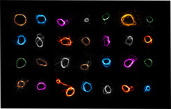 Die ersten ihrer Art: Zum ersten Mal ist es gelungen, mithilfe von DNA-Nanotechnologie Ringe herzustellen, die für die Zellteilung vonnöten sind.