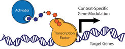 Recruitment of activators to defined DNA sequences facilitates gene induction.