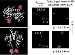Zwei identische Untereinheiten des bakteriellen Zitrat-Sensors in antiparalleler und paralleler Anordnung. Optische 3D-Positionsmessungen mit MINFLUX detektieren die beiden Zustände des von den Untereinheiten gebildeten Dimers, indem sie Abstände zwischen den Fluoreszenzmolekülen an den Protein-Enden sehr präzise vermessen.