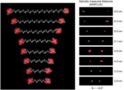 Polyprolines of different lengths, relatively stiff polypeptides, served as intramolecular “nanometer rulers” to demonstrate the highest MINFLUX resolutions in the Förster resonance energy transfer (FRET) distance range. The 2-sigma ellipses show the measurement uncertainty of the individual positions.