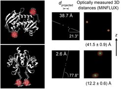 Two identical subunits of the bacterial citrate sensor in antiparallel (top) and parallel (bottom) arrangement. Optical 3D position measurements with MINFLUX detect the two states of the dimer formed by the subunits by very precisely measuring the distances between the fluorescent molecules at the protein ends. The ellipses show the measurement uncertainty of the two positions (1, 2 and 3 sigma).