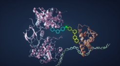 Chemically induced proximity of proteins enables the precise reprogramming of cellular processes and the development of new drugs, here using the example of therapeutic gene modulation.